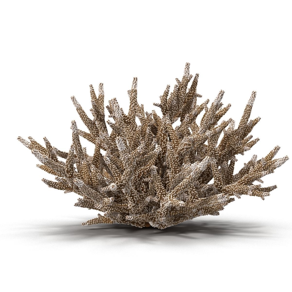 Acropora formosa 3D model_14