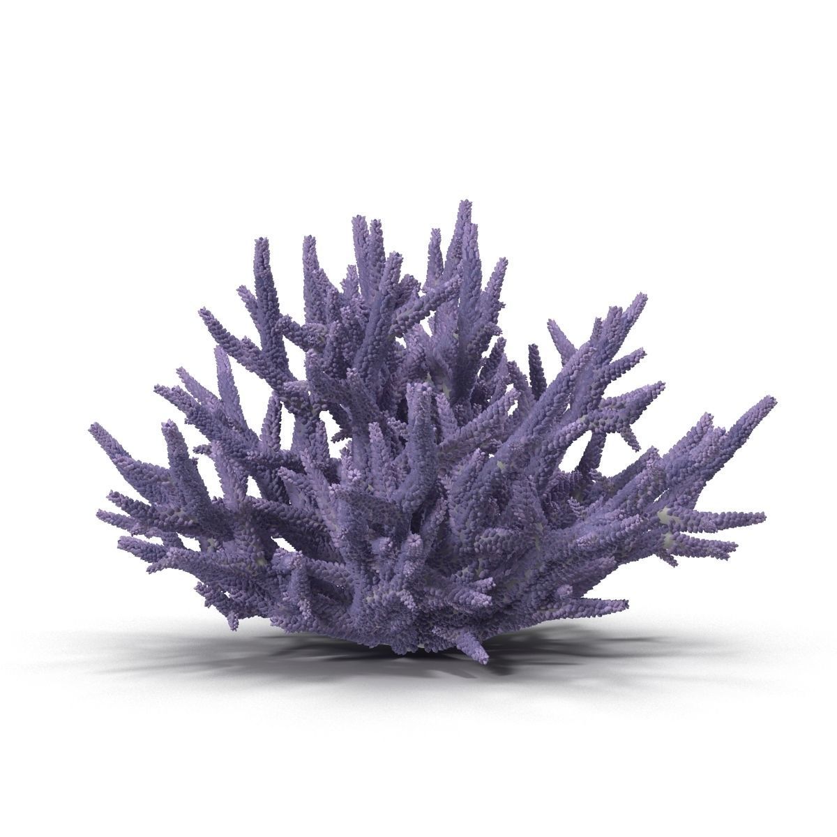 Acropora formosa 3D model_4