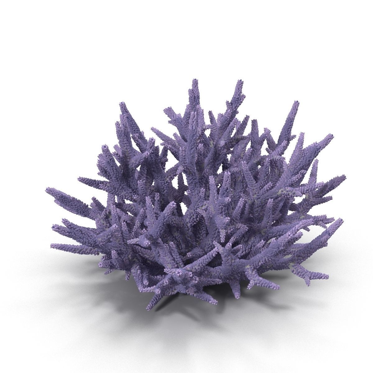 Acropora formosa 3D model_7