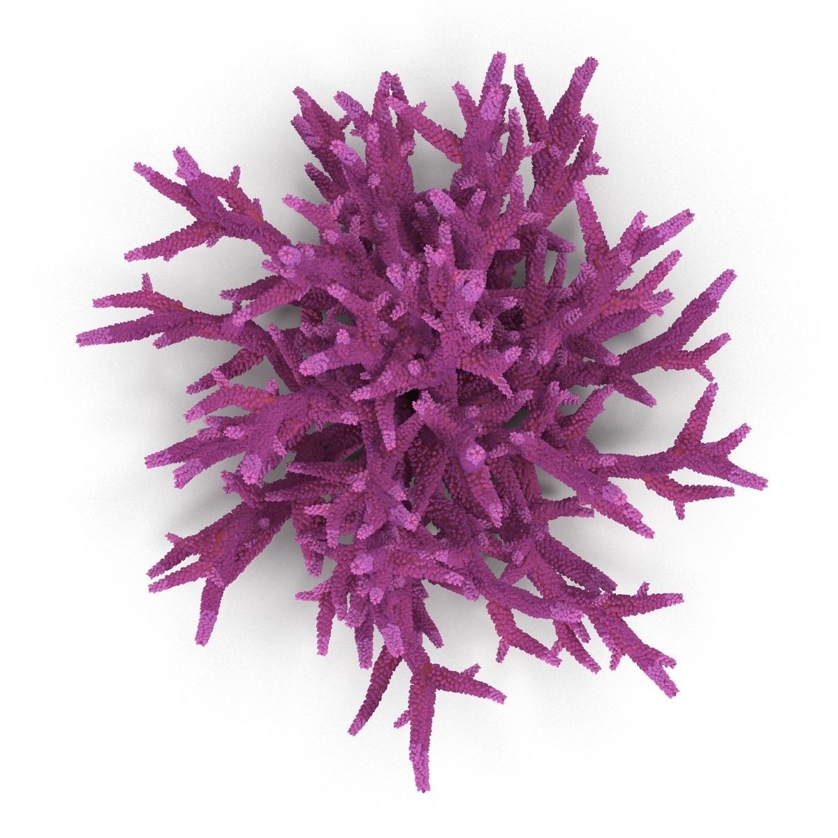 Acropora formosa 3D model_12