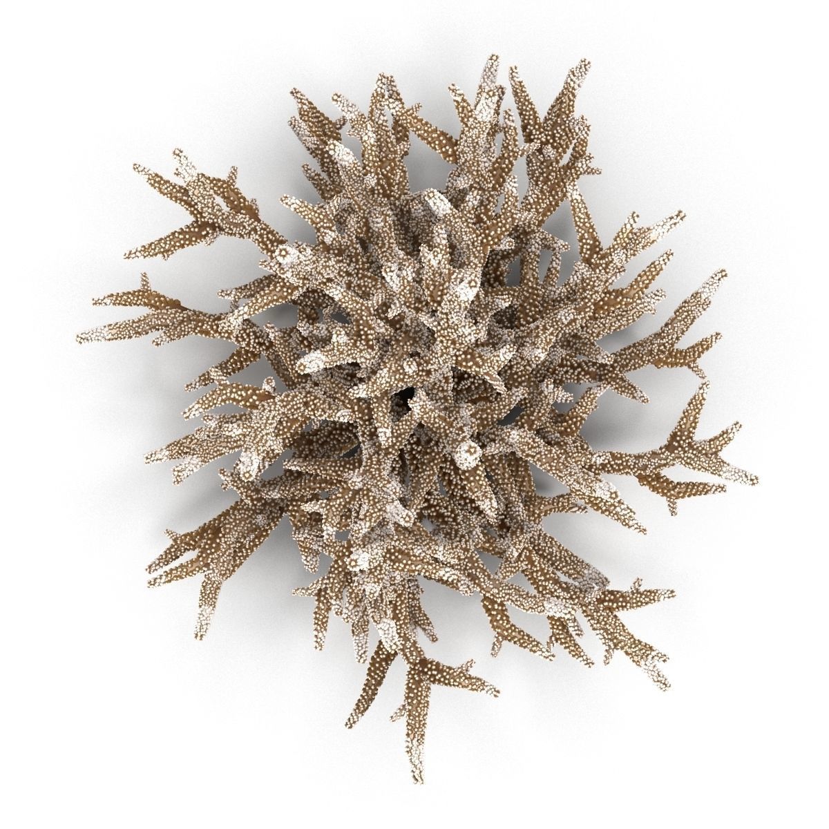 Acropora formosa 3D model_11