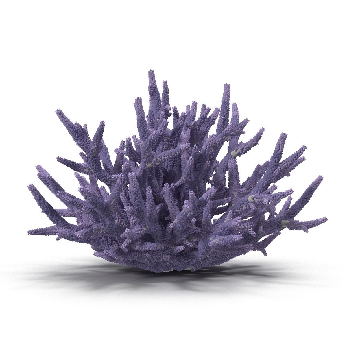Acropora formosa 3D model_1