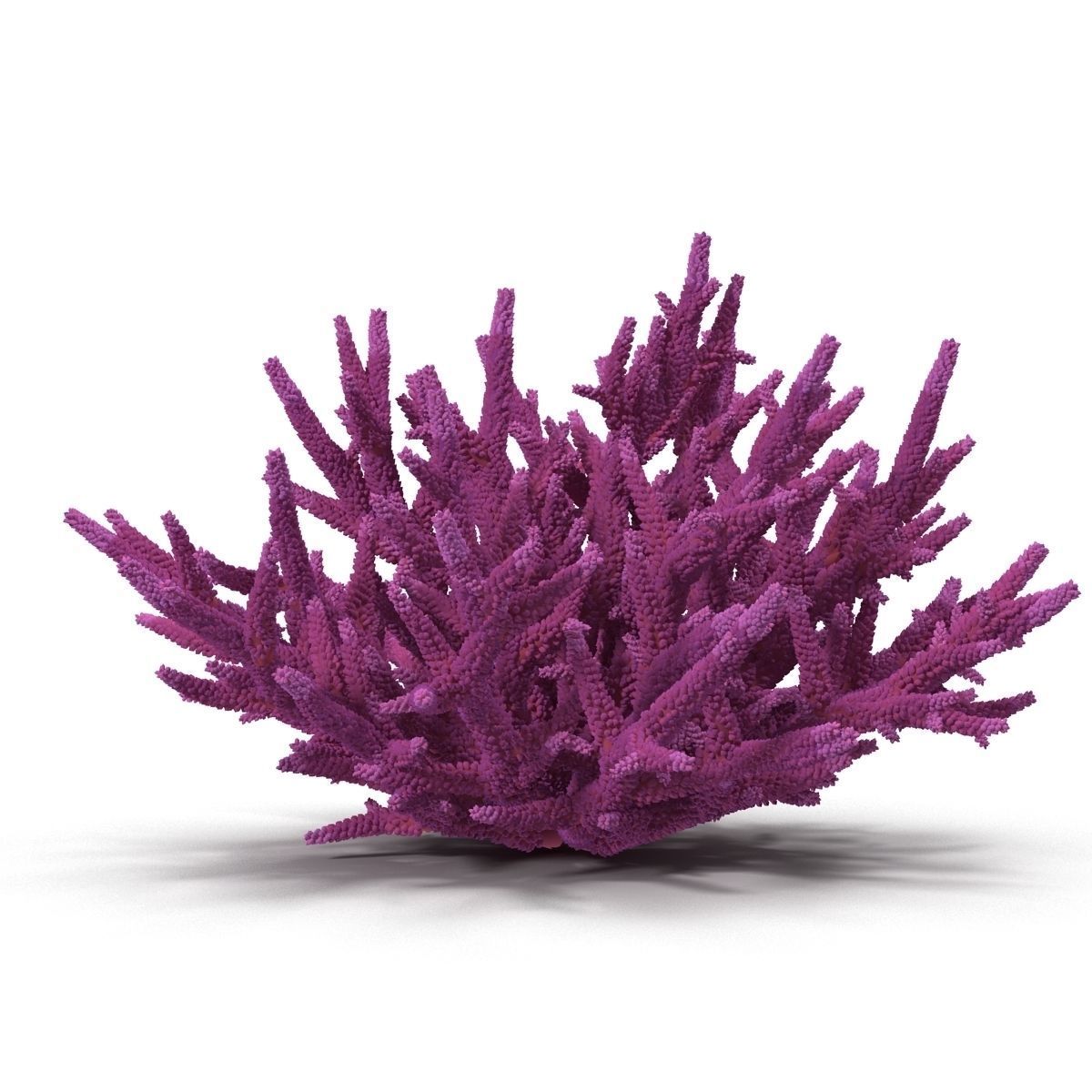 Acropora formosa 3D model_15
