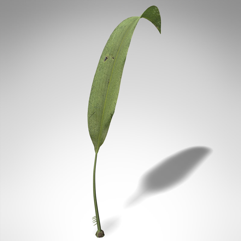 XfrogPlants Macrotaeniopteris 3D model_1