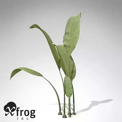 XfrogPlants Macrotaeniopteris 3D model