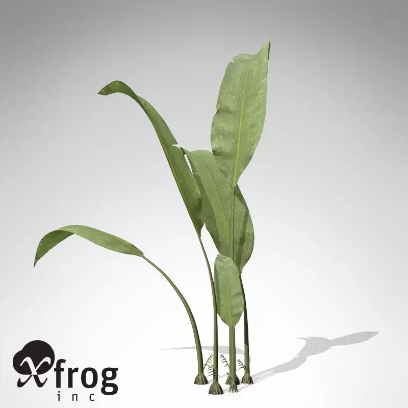 XfrogPlants Macrotaeniopteris 3D model_0