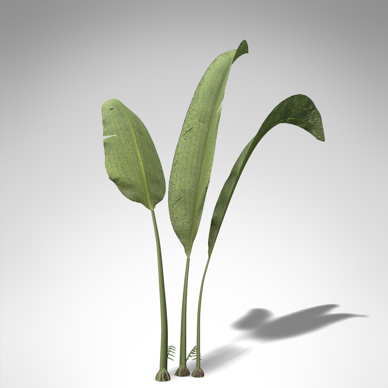 XfrogPlants Macrotaeniopteris 3D model_2