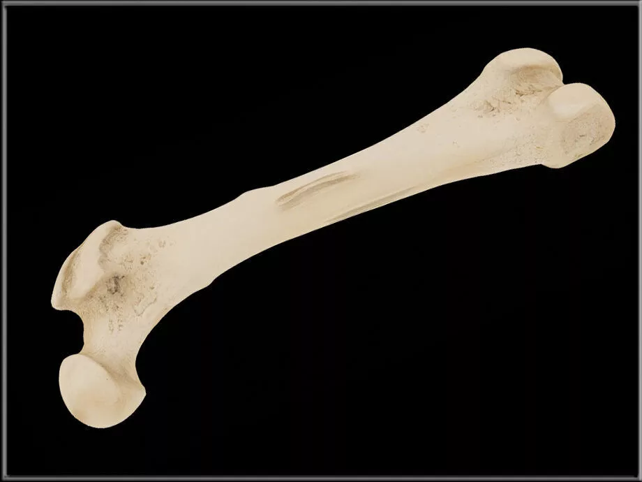 The Bone - Human Femur Low-poly 3D model