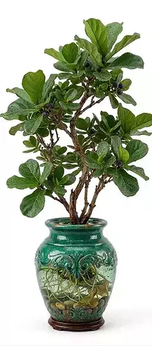 Fiddle Leaf Fig Bonsai 3D Model