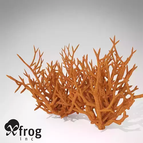 XfrogPlants Birds Nest Coral