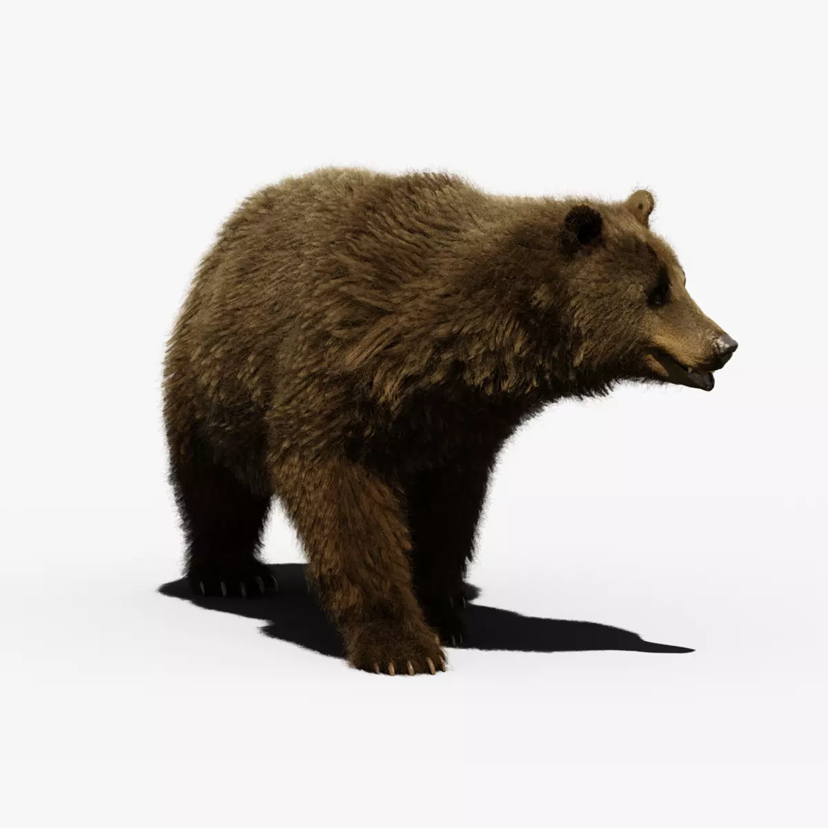 Grizzly bear 3D model