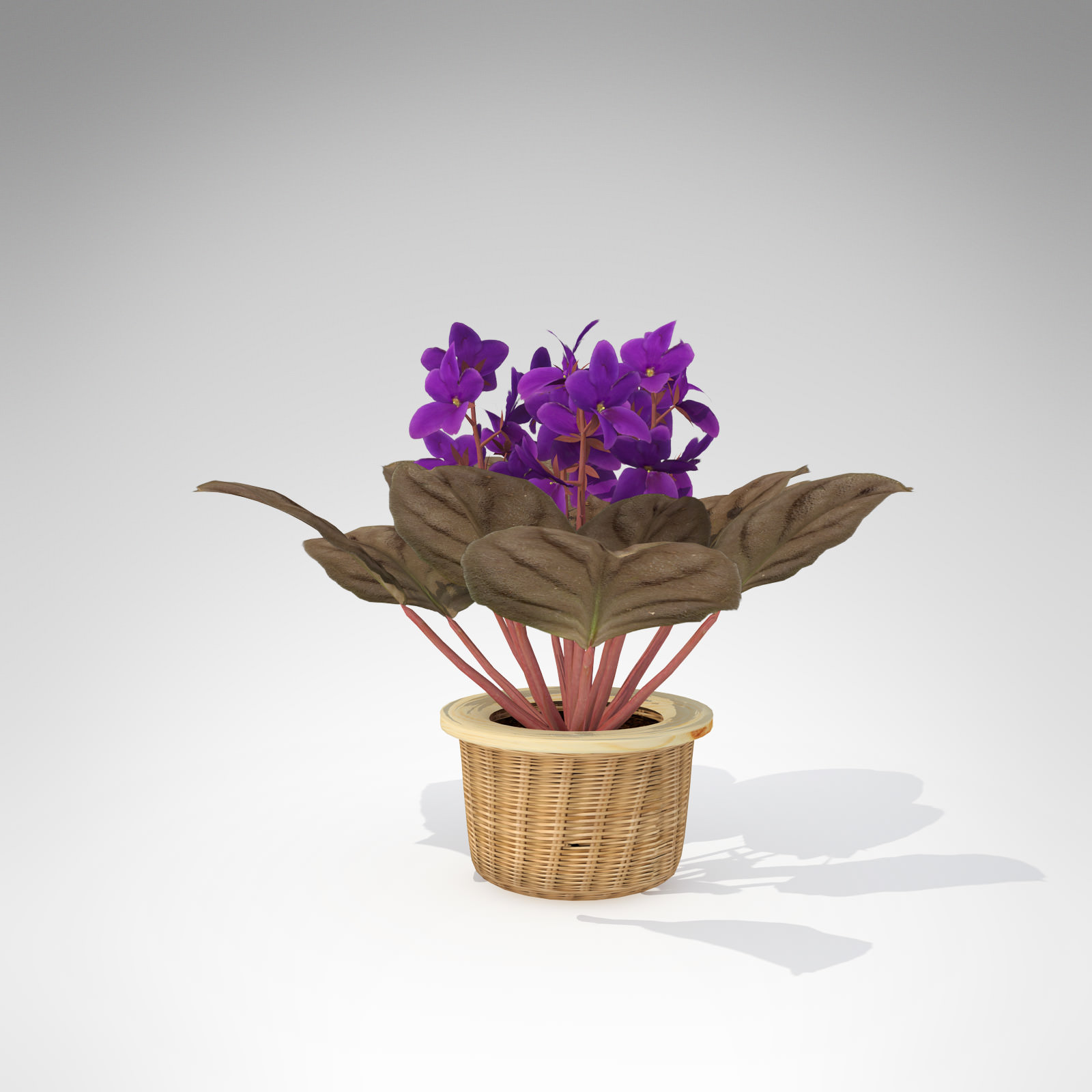XfrogPlants African Violet 3D model_2