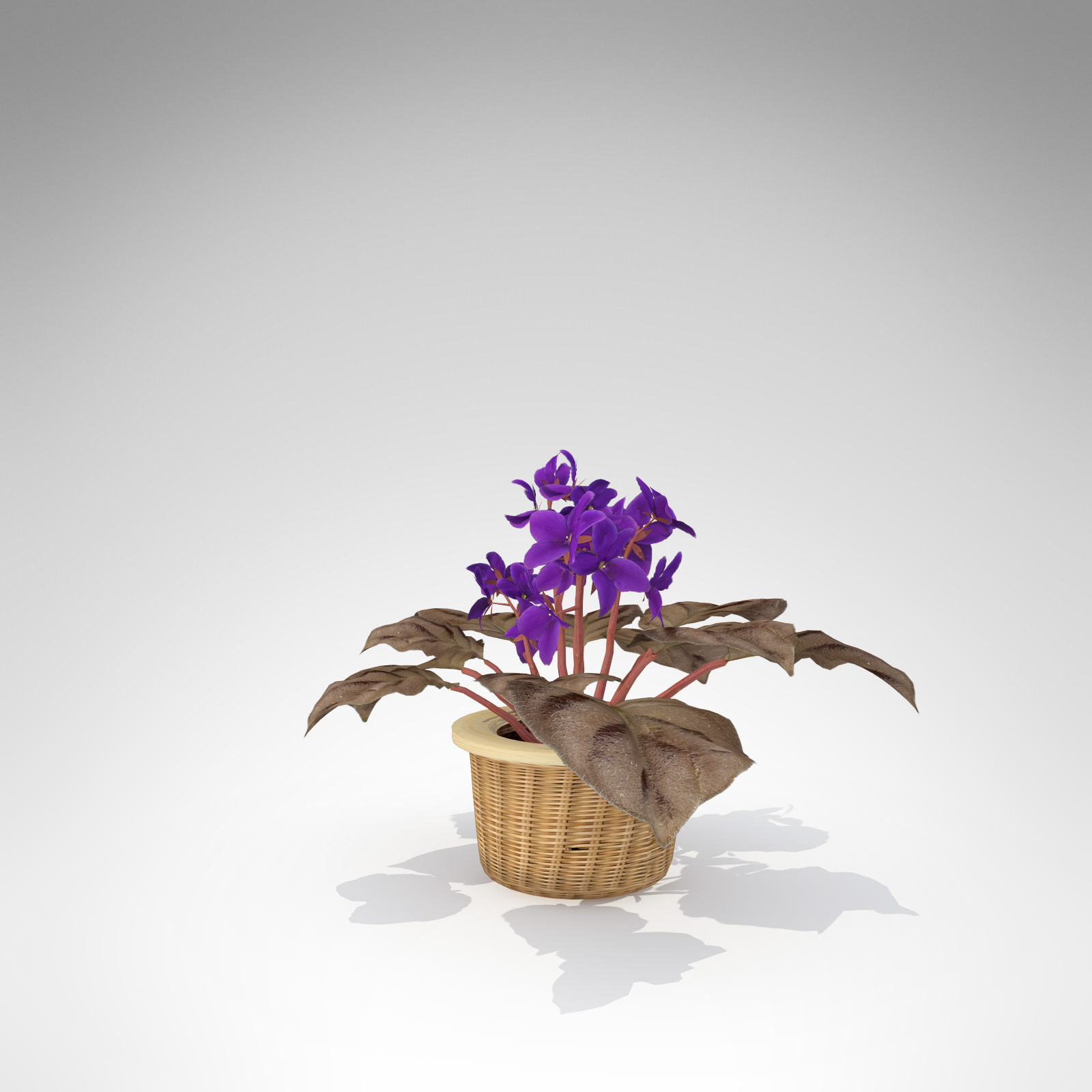 XfrogPlants African Violet 3D model_1