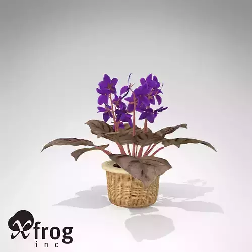 XfrogPlants African Violet 3D model