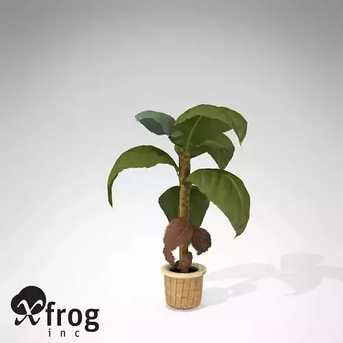 XfrogPlants Banana