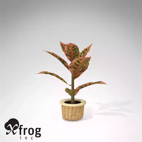 XfrogPlants Croton Petra
