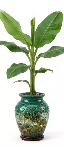 Dwarf Banana Plant 3D Model
