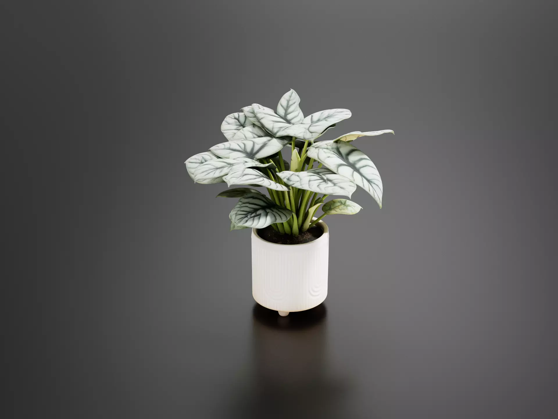 alocasia silver dragon-01 3D print model