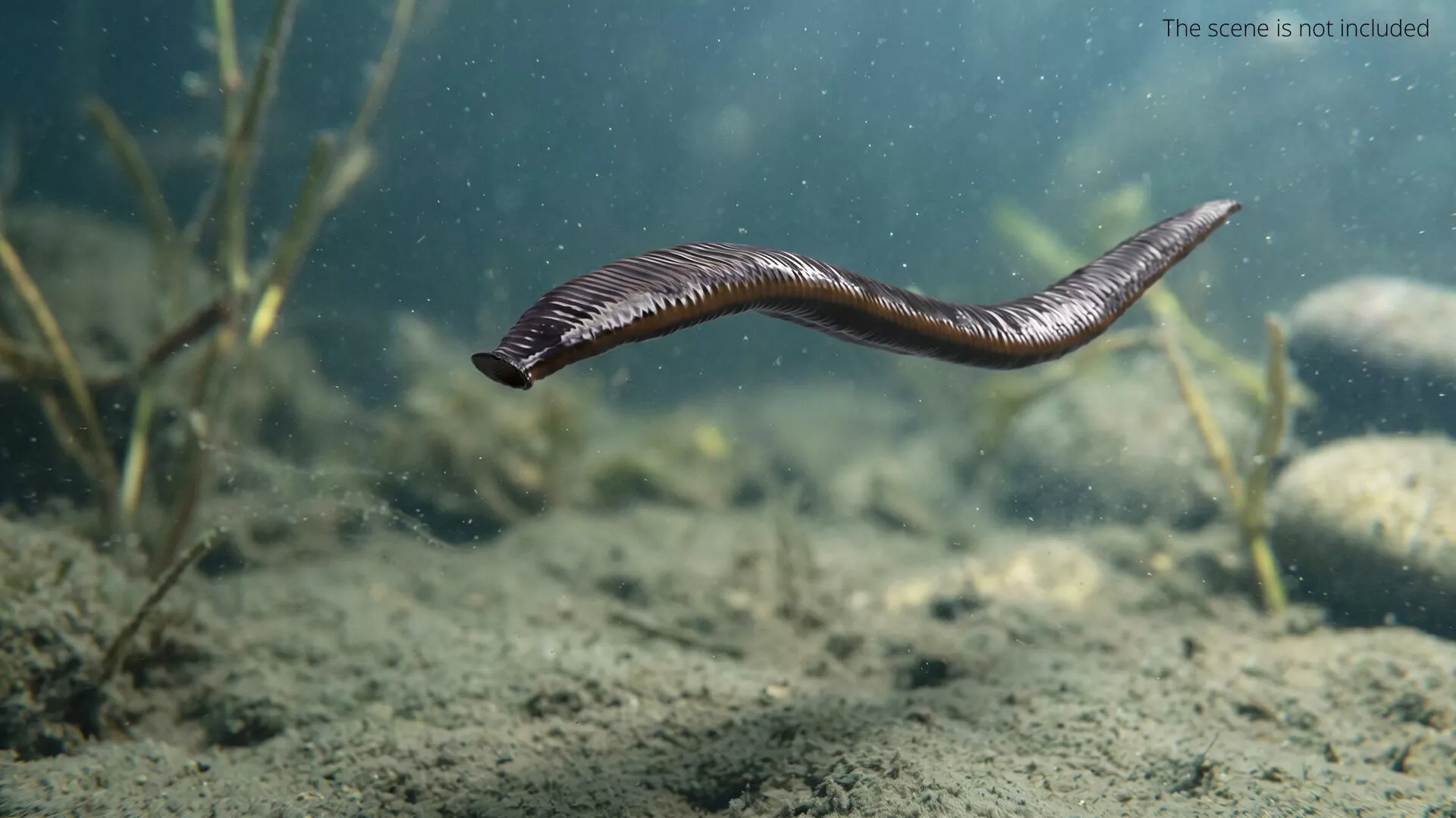 Freshwater Leech Swimming Animated Rigged For Blender 3D model