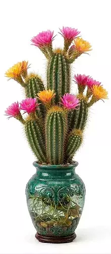Echinopsis Bloom Cactus 3D Model