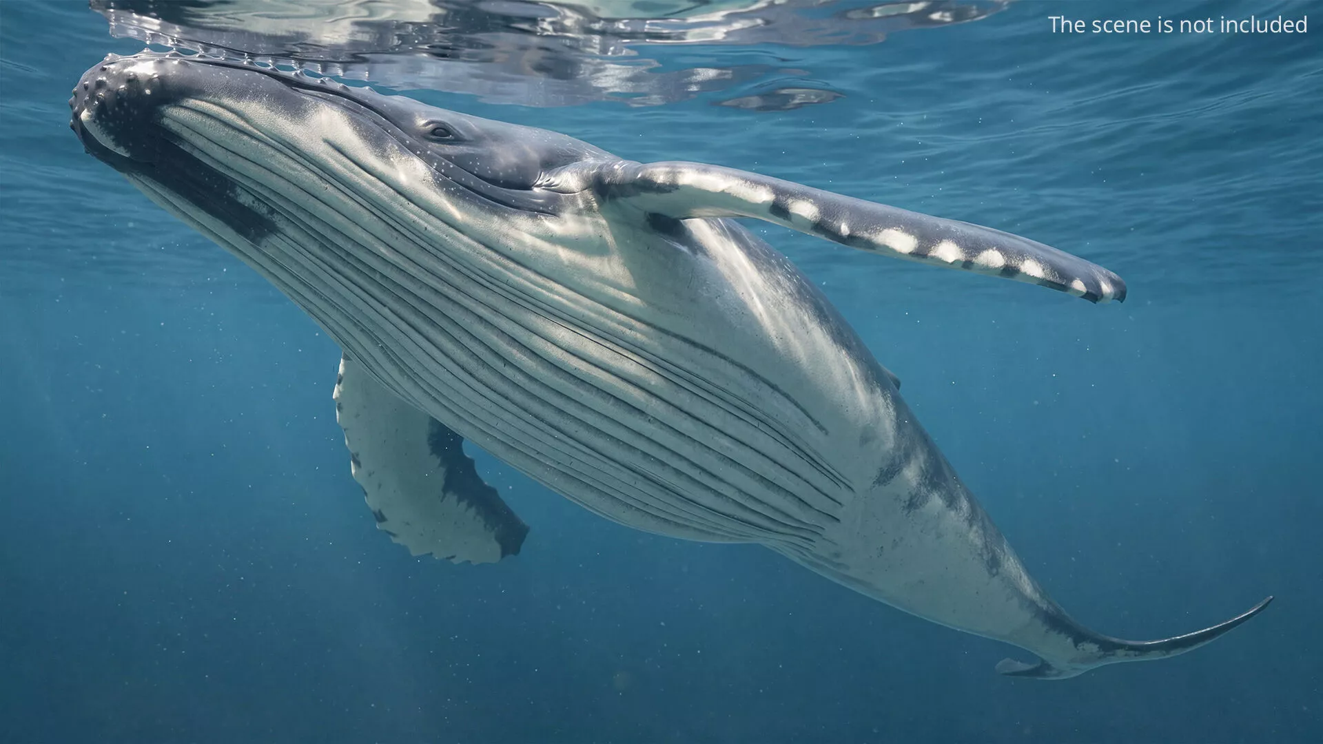 Marine Humpback Whale Set Animated Rigged For Maya 3D model