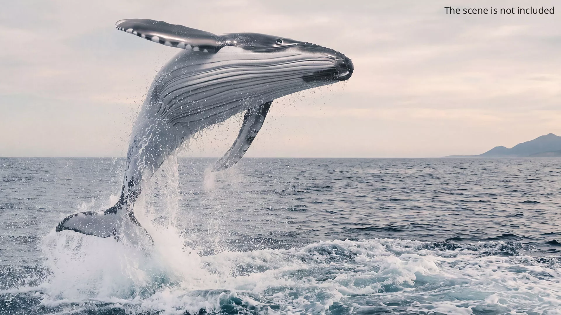 Marine Humpback Whale Rigged For Maya 3D model