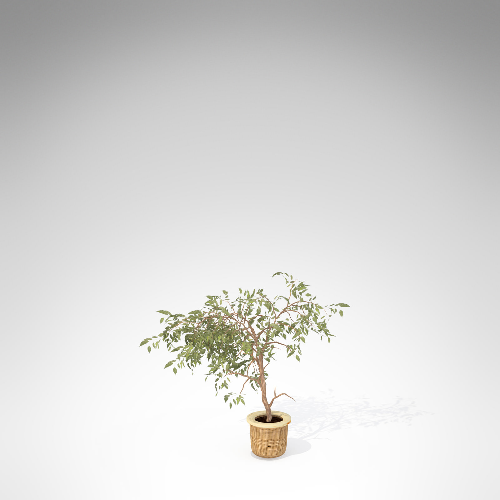 XfrogPlants Benjamin Ficus 3D model_1