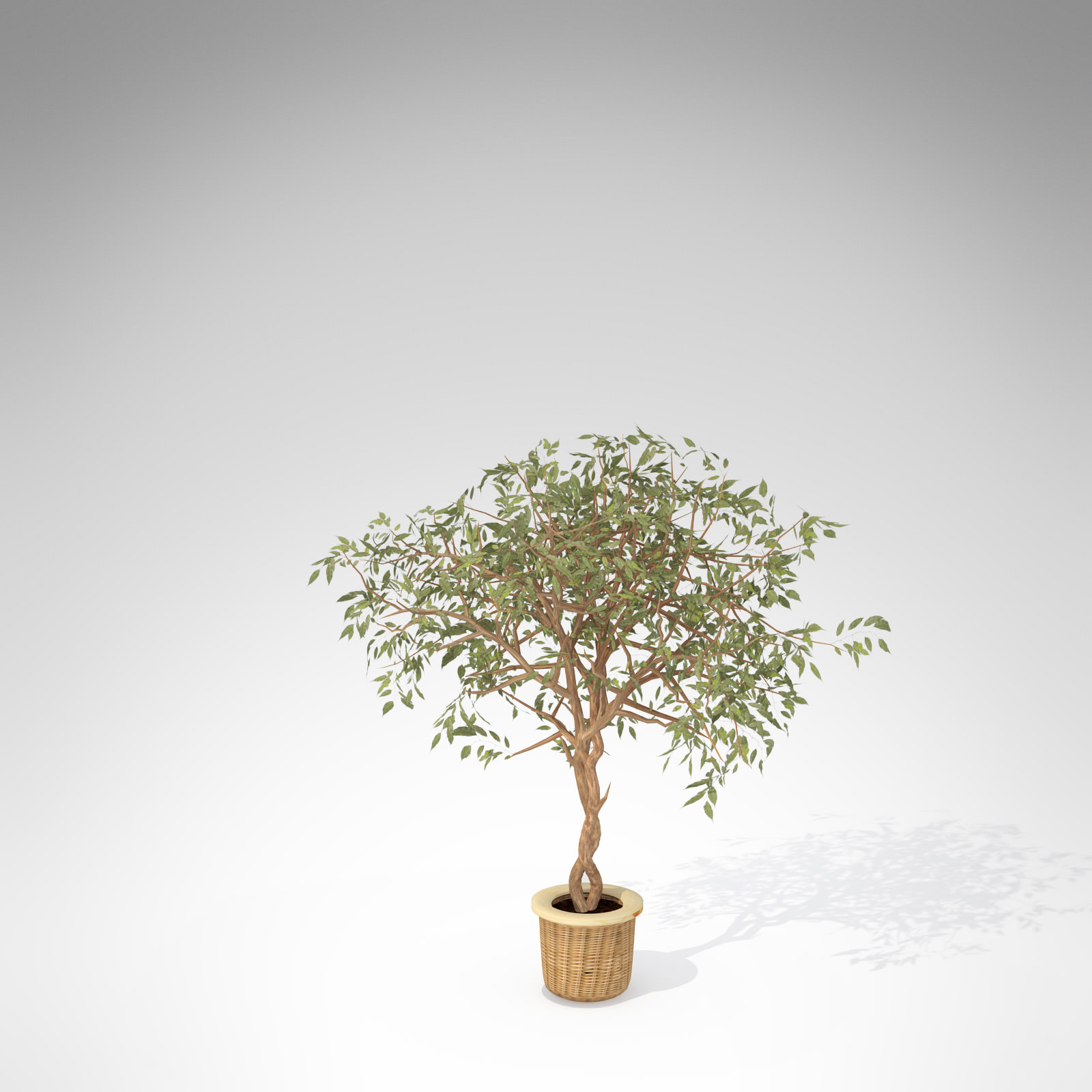 XfrogPlants Benjamin Ficus 3D model_2