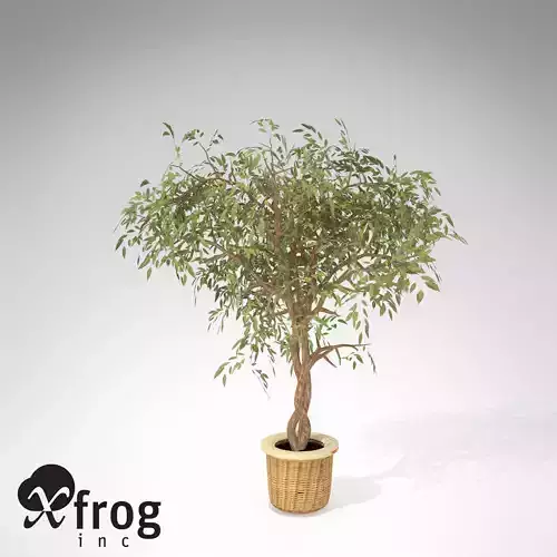 XfrogPlants Benjamin Ficus 3D model