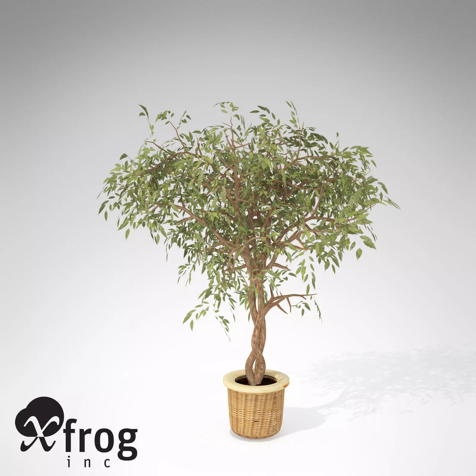 XfrogPlants Benjamin Ficus 3D model_0