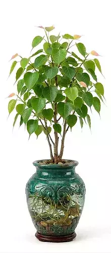 Sacred Bodhi Tree 3D Model