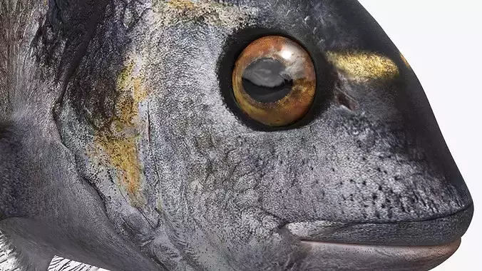 Dorada Marine Fish Rigged For Maya 3D model 6