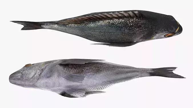 Dorada Marine Fish Rigged For Maya 3D model 5