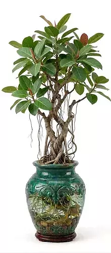 Ficus Ginseng Bonsai 3D Model