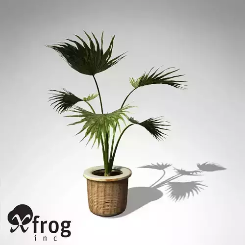XfrogPlants Miniature Chusan Palm 3D model