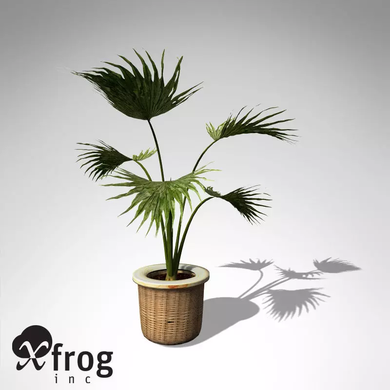 XfrogPlants Miniature Chusan Palm 3D model_0