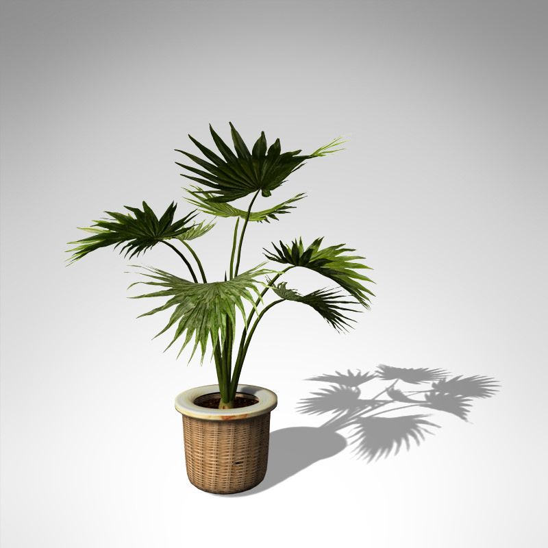 XfrogPlants Miniature Chusan Palm 3D model_1