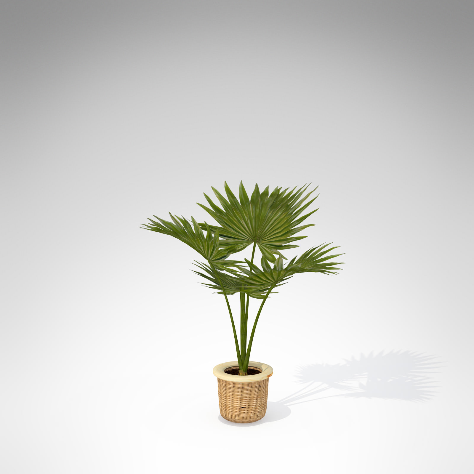 XfrogPlants Miniature Chusan Palm 3D model_2