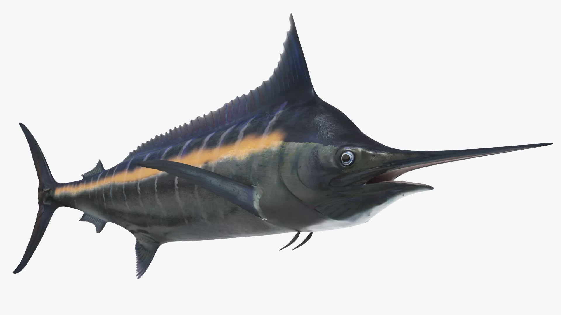 Striped Marlin Swim Animated Rigged For Maya 3D model