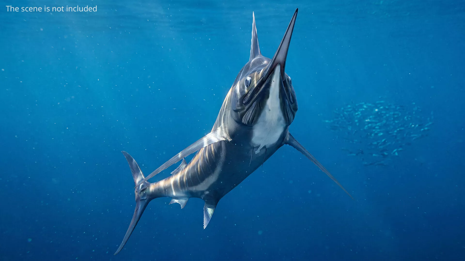 Striped Marlin Set Animated Rigged For Maya 3D model