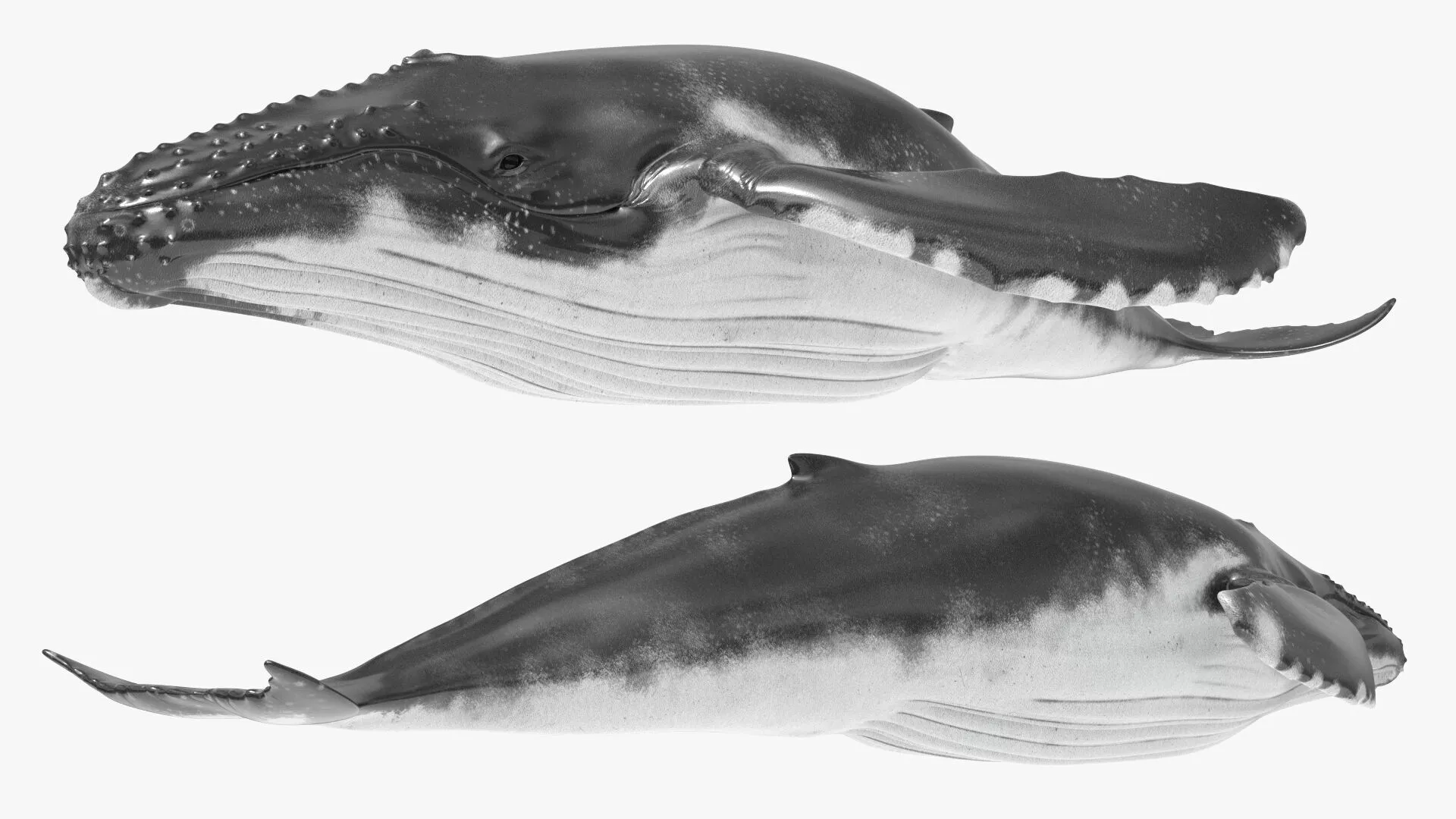 Humpback Whale Swim Animated Rigged For Maya 3D model