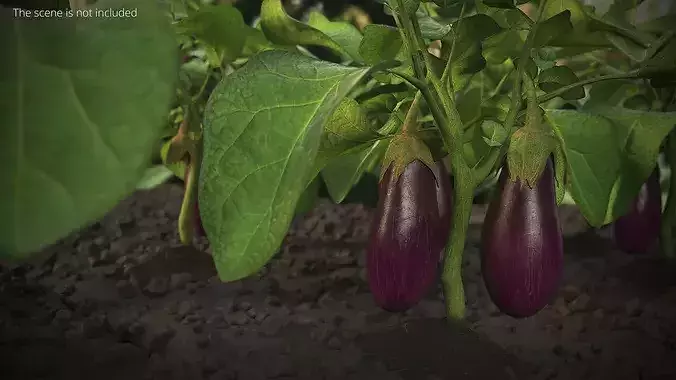 Eggplant Plant with Root Soil Purple 3D model 2