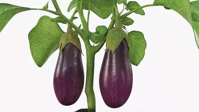 Eggplant Plant with Root Soil Purple 3D model 4