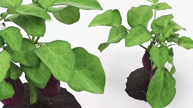 Eggplant Plant with Root Soil Purple 3D model 6