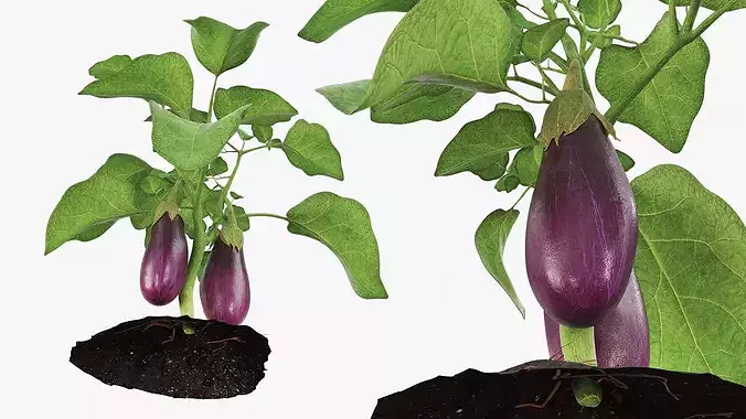 Eggplant Plant with Root Soil Purple 3D model 5