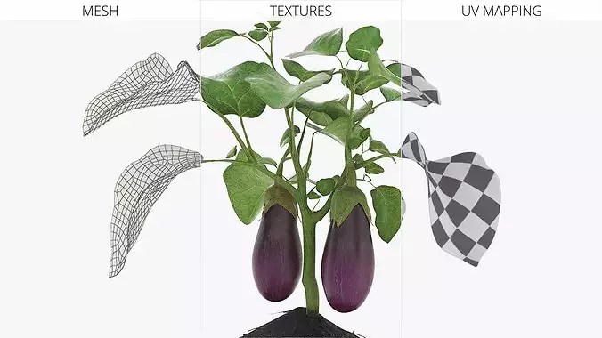 Eggplant Plant with Root Soil Purple 3D model 7