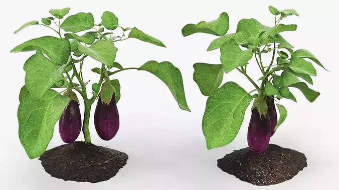Eggplant Plant with Root Soil Purple 3D model