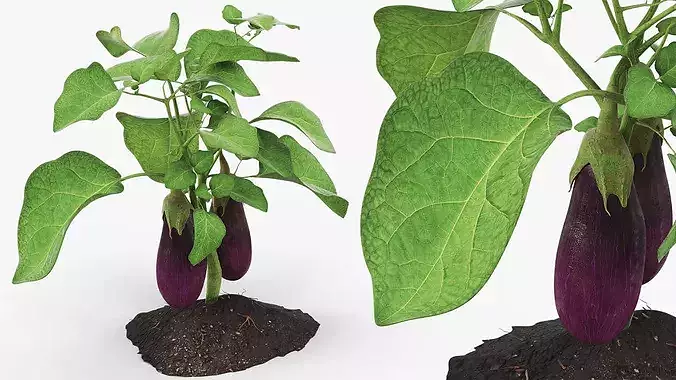Eggplant Plant with Root Soil Purple 3D model 3