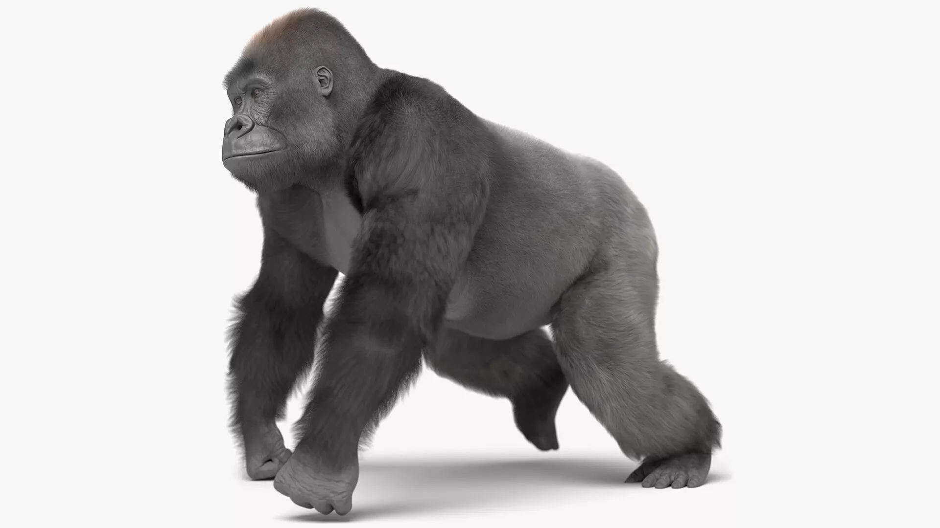 Wild Gorilla Primate Realistic Fur Rigged For Blender 3D model