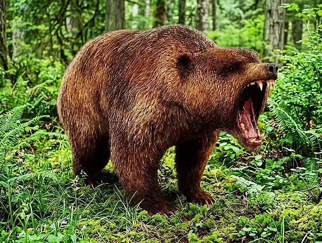 Bear rigged animated  